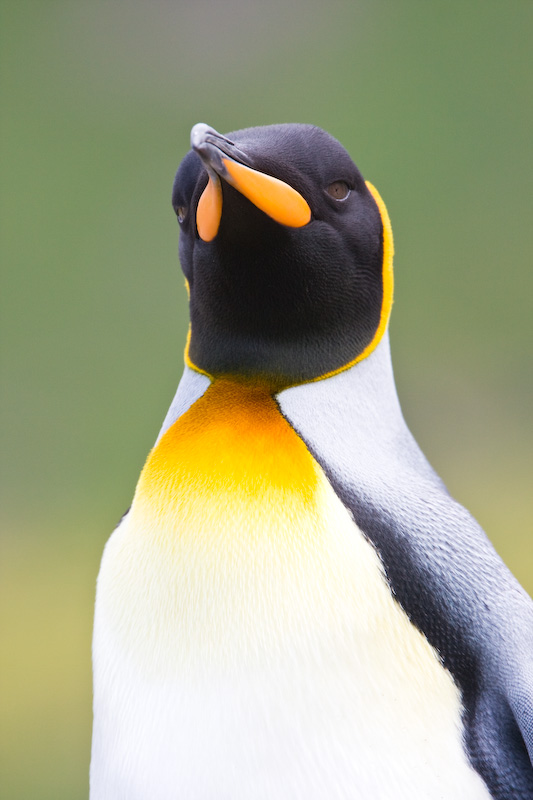 King Penguin